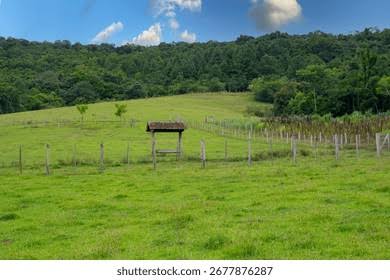 FAZENDA NOVA